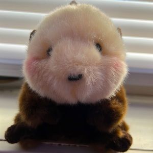 A cute small otter